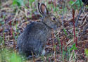 Lepus arcticus